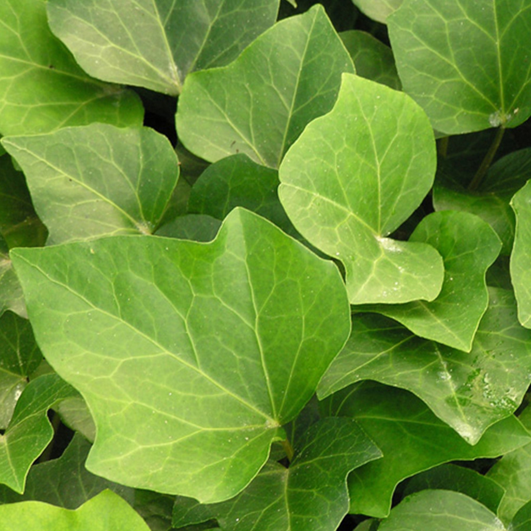 Klimop Algerian Bellecour - Hedera algeriensis Algerian Bellecour - Willemse