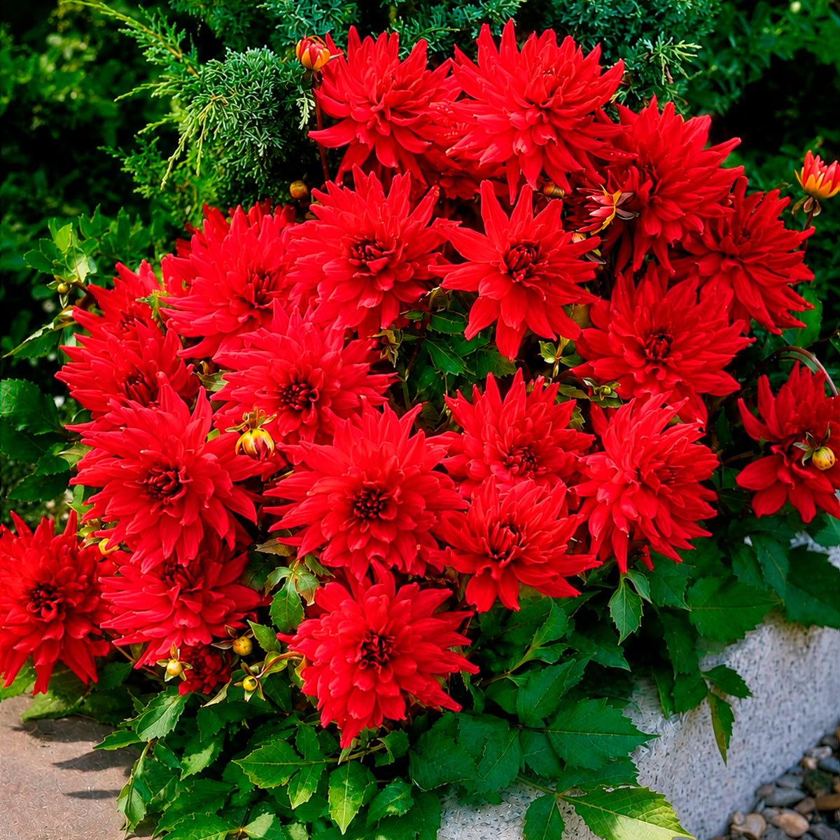 Dahlia 'Red Pigmy' (x3) - Willemse