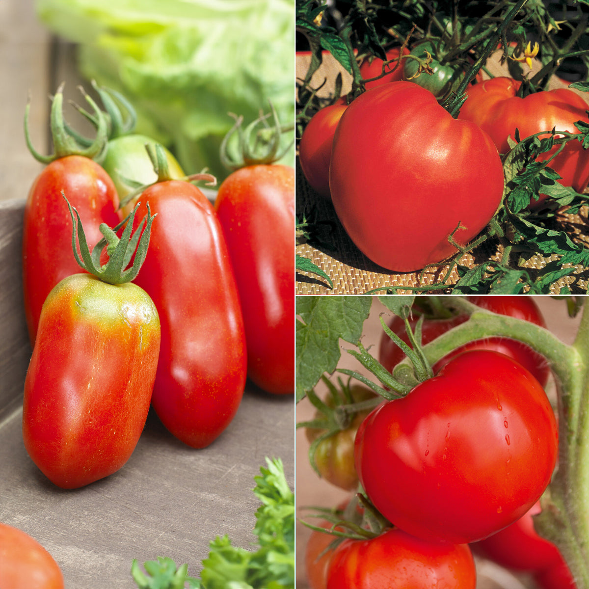 Tomatenmix 'Coeur de Boeuf' + 'St. Pierre' + 'San Marzano'