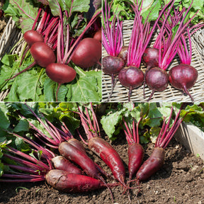 Bieten Mix 'd'Egypt' + 'Detroit'