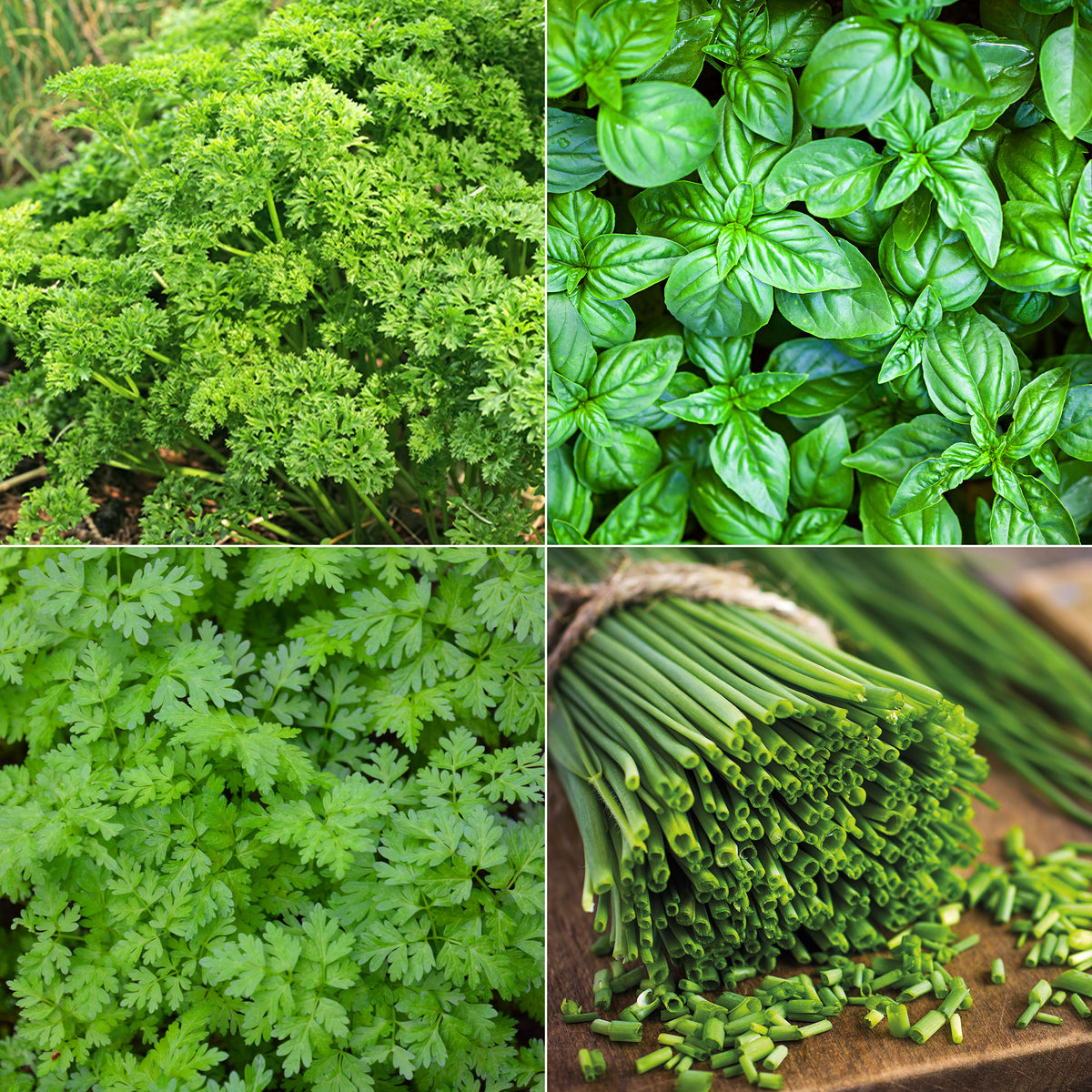 Kruiden Mix 'Peterselie, Basilicum, Kervel, Bieslook'