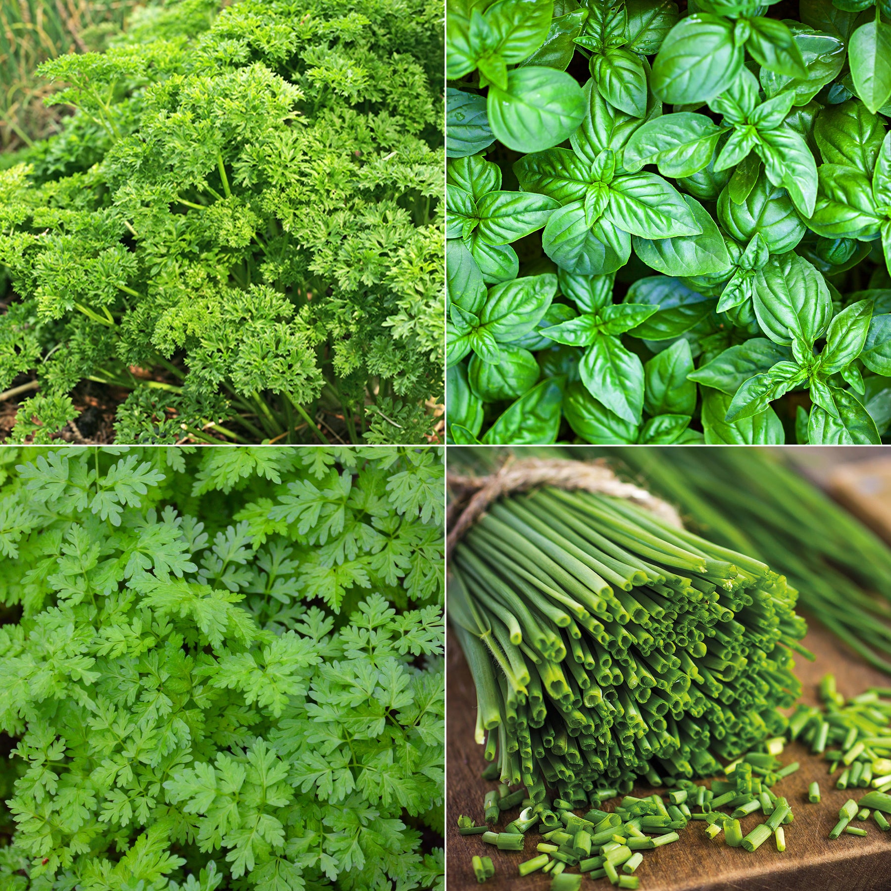 Kruiden Mix 'Peterselie, Basilicum, Kervel, Bieslook'