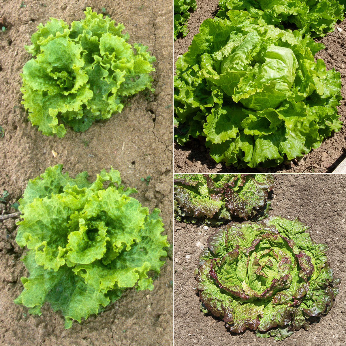 Batavia sla Mix 'Blonde de Paris' + 'Rouge Grenoble' + 'Doré de Printemps'