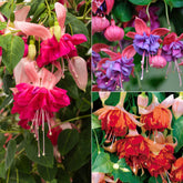 Bellenplant Mix 'Bicentennial' + 'Dark Eyes' + 'Bella Rosel' (x6)