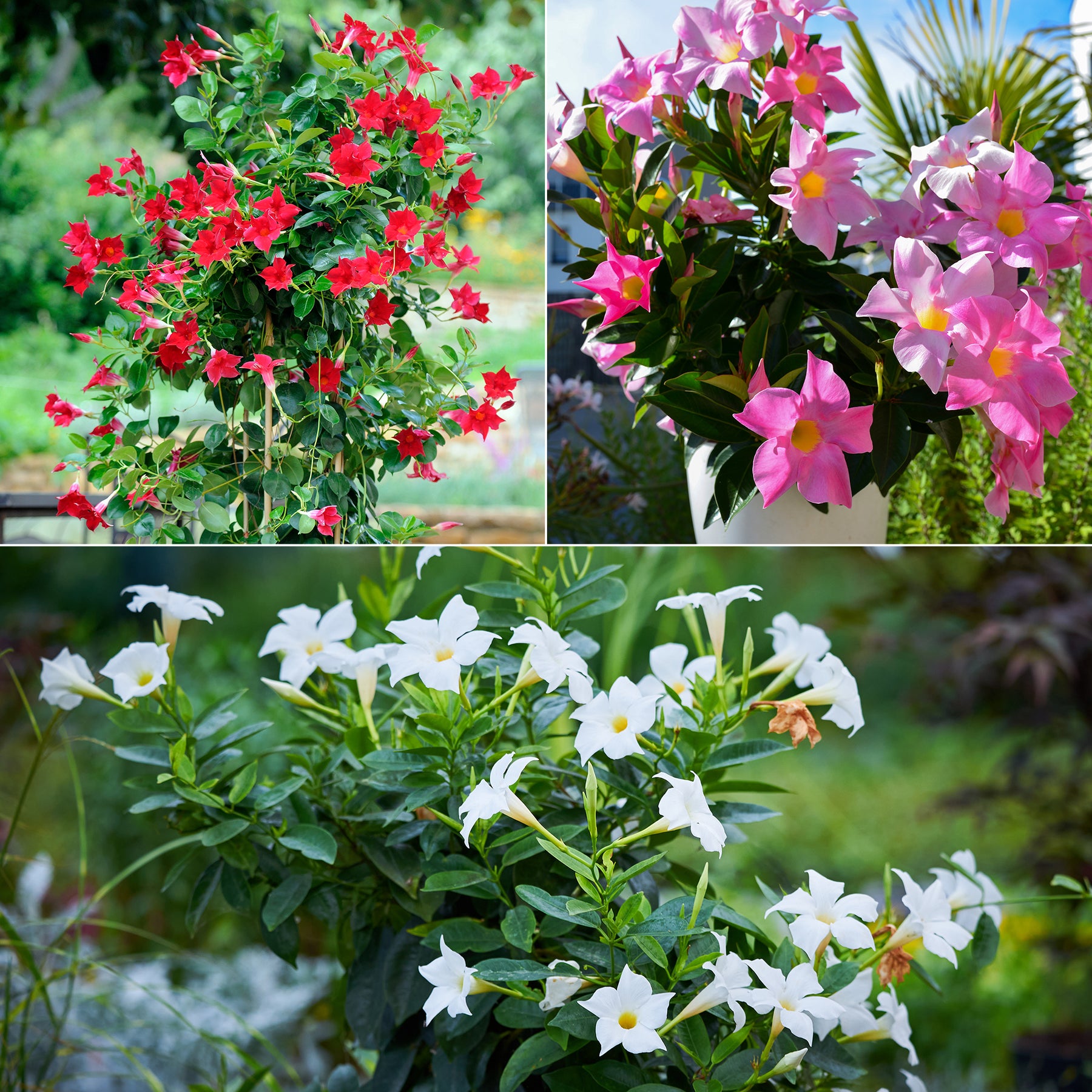 Chileense jasmijn (x3)