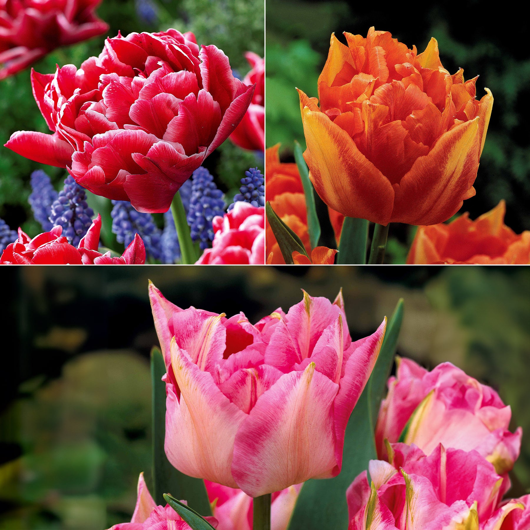 Dubbele Murillo Tulpen gemengd (x25)