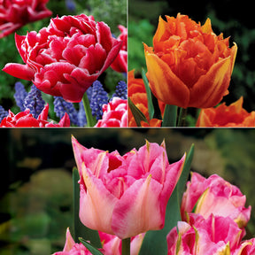 Dubbele Murillo Tulpen gemengd (x25)