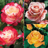 Collectie grootbloemige rozen ( Famosa +  Whisky +  Double Delight) (x3)