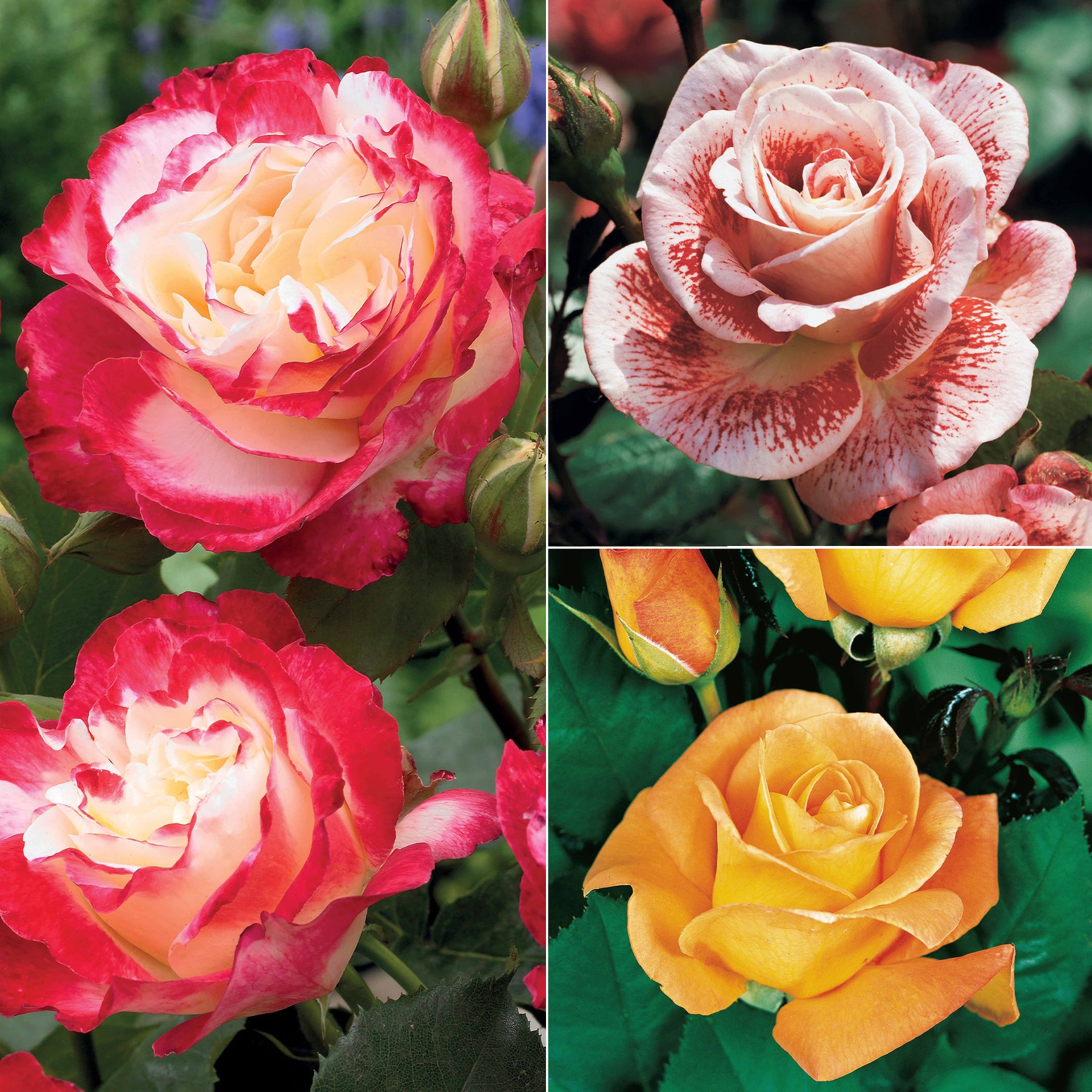 Collectie grootbloemige rozen ( Famosa +  Whisky +  Double Delight) (x3)
