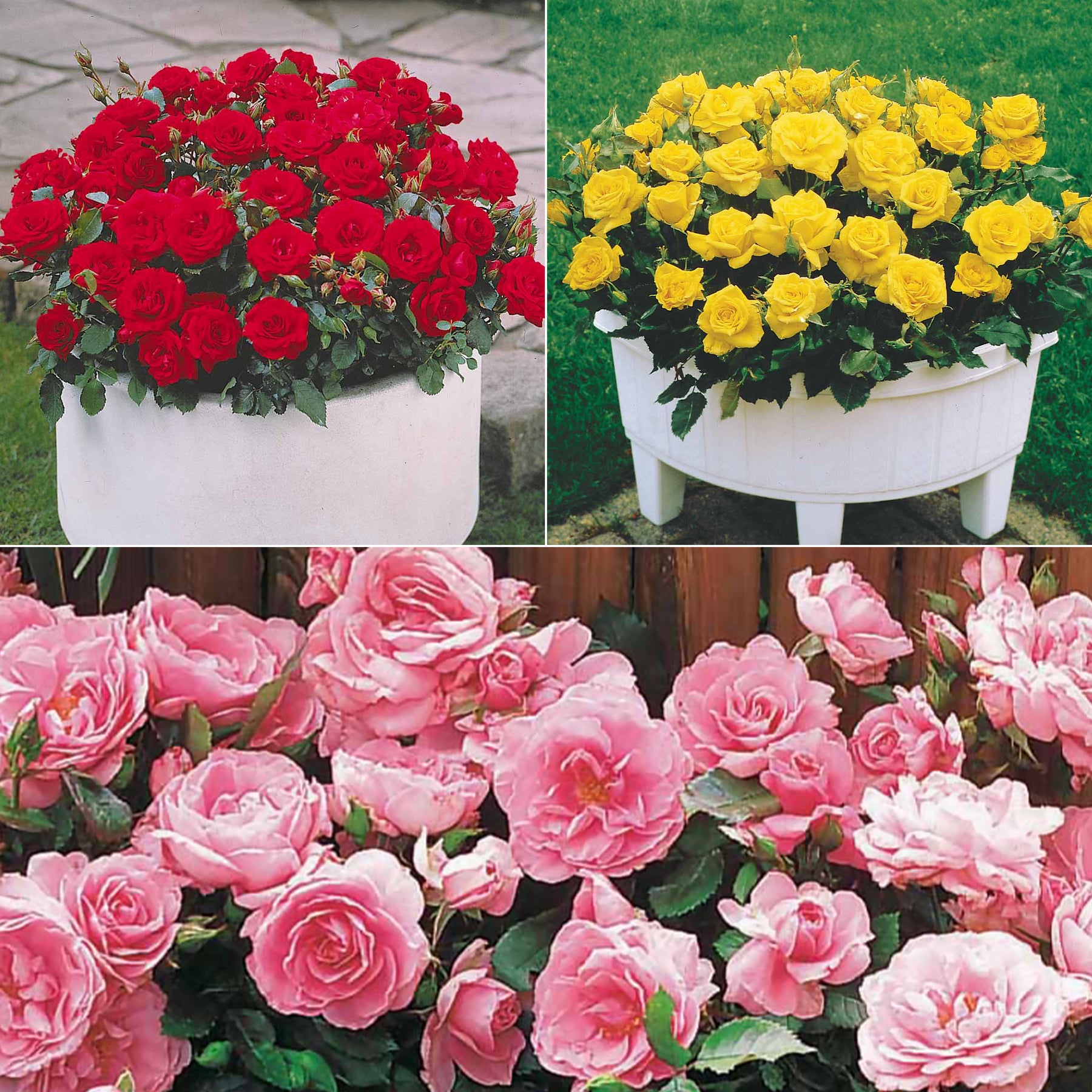 Rozenmix 'Compact' - rood + geel + roze (x3)