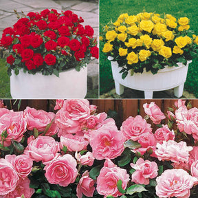 Rozenmix 'Compact' - rood + geel + roze (x3)