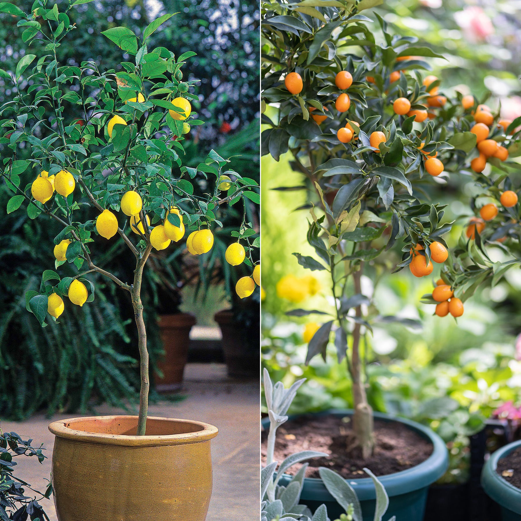 Collectie van kumquat- en citroenbomen (x2)
