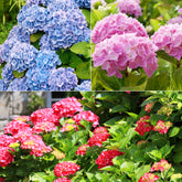 Hortensia Collectie: rood, blauw, roze (x3)
