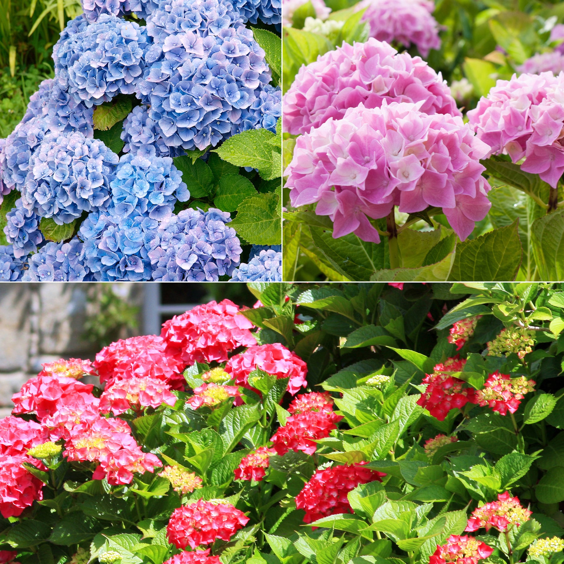 Hortensia Collectie: rood, blauw, roze (x3)