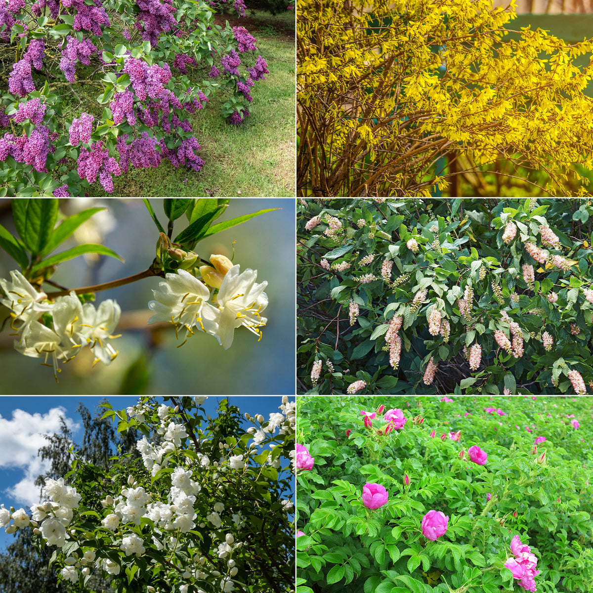 Bloeiende en geurende haag - 10 meter (x12)