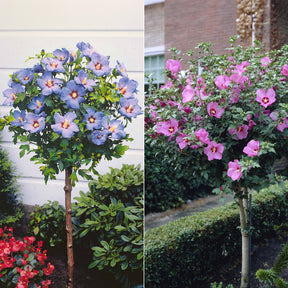 Collectie tuinhibiscus op stam (x2)