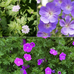 Winterharde geranium Mix 'Katharine Adèle' + hymalayense (x9)
