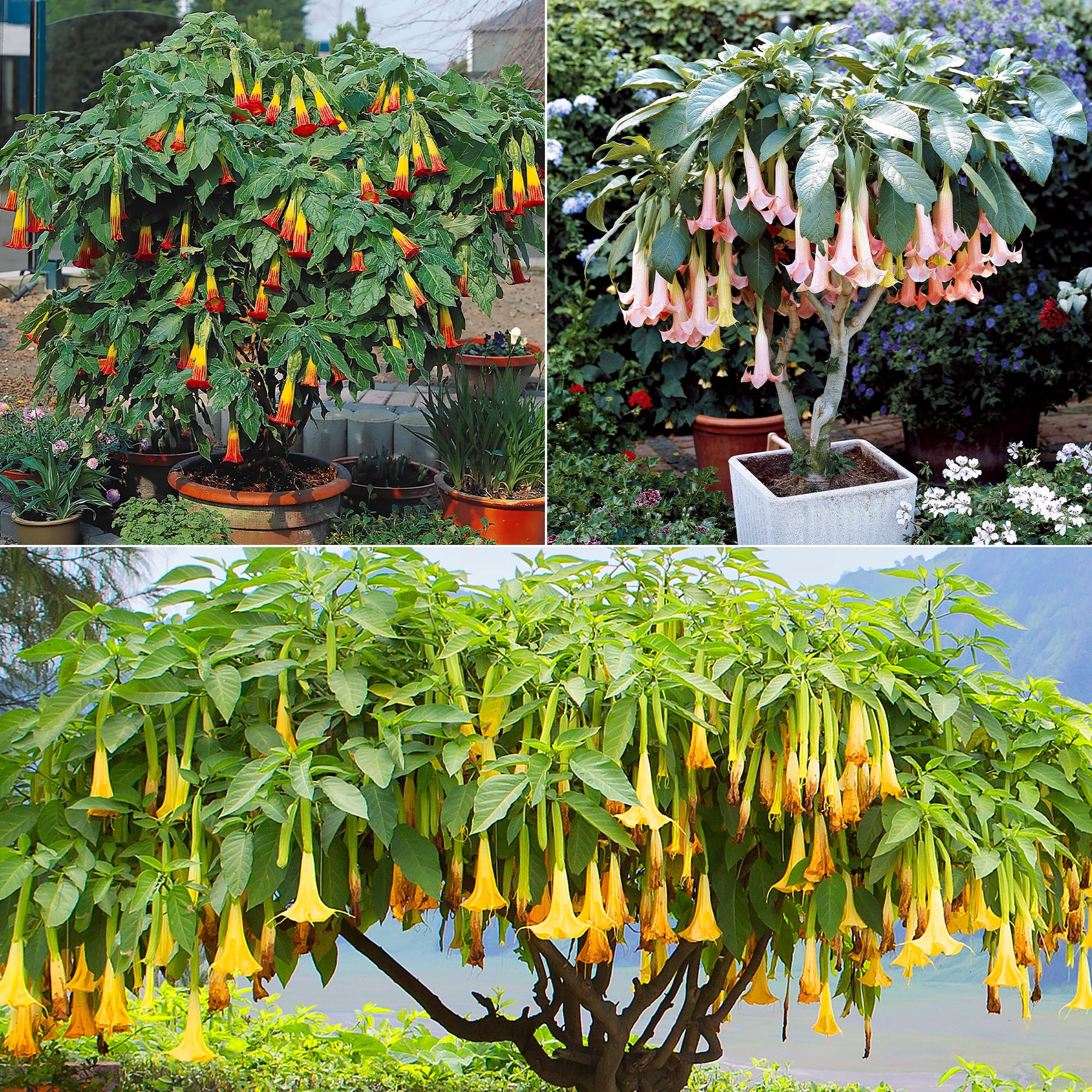 Collectie Brugmansia's: rood, geel enroze (x3)
