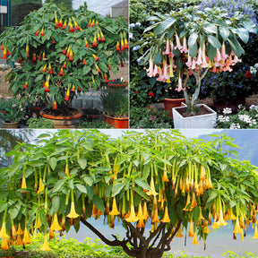 Collectie Brugmansia's: rood, geel enroze (x3)