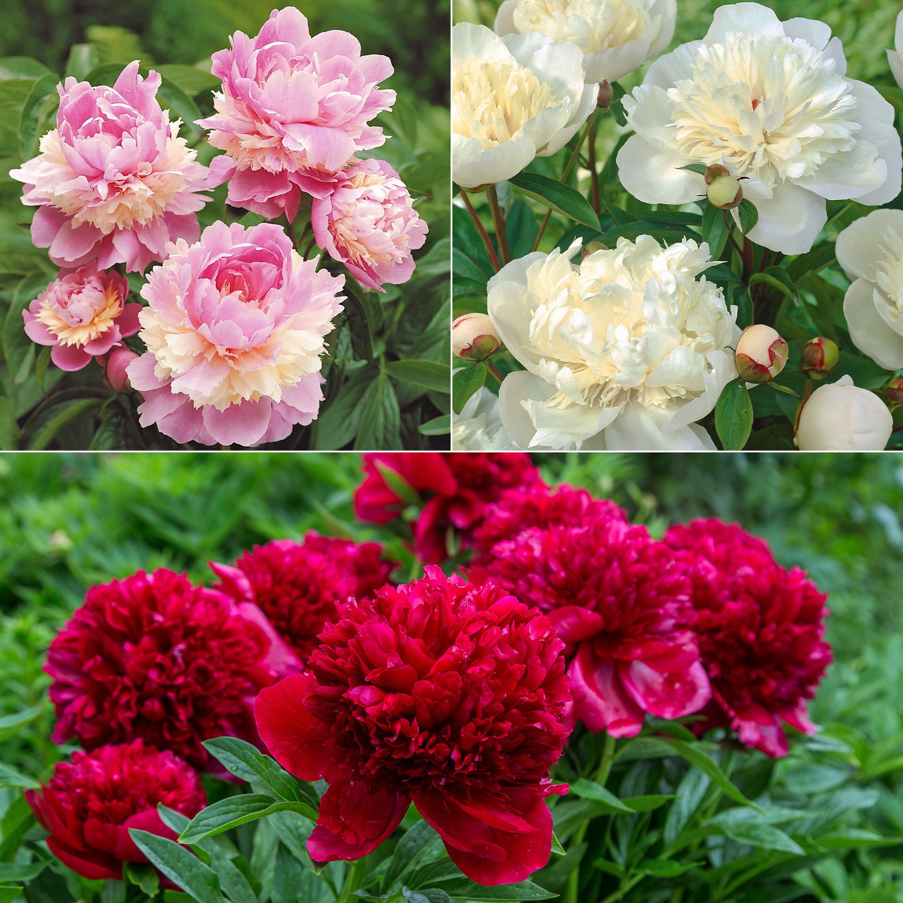 Pioenroos 'Red Charm' + 'Immaculate' + 'Sorbet' mix (x3)