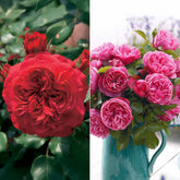 Collectie floribunda rozen ( Red Leonardo Da Vinci +  Leonardo Da Vinci) (x2)