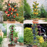 Collectie zomerfruit minibomen (x4)