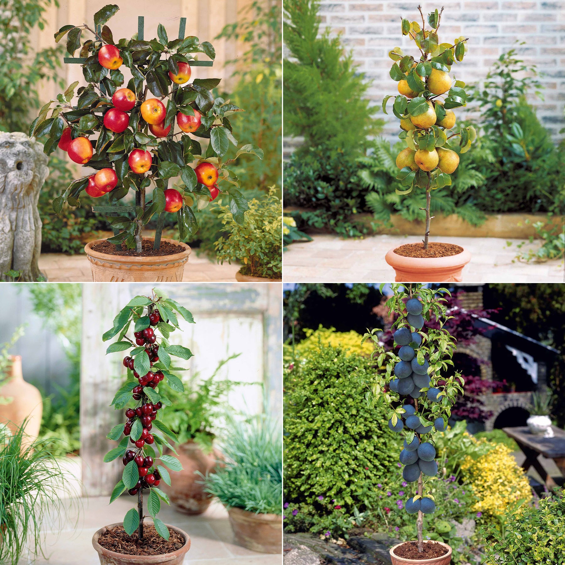 Collectie zomerfruit minibomen (x4)