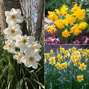 Maanden Narcissen collectie (x30)
