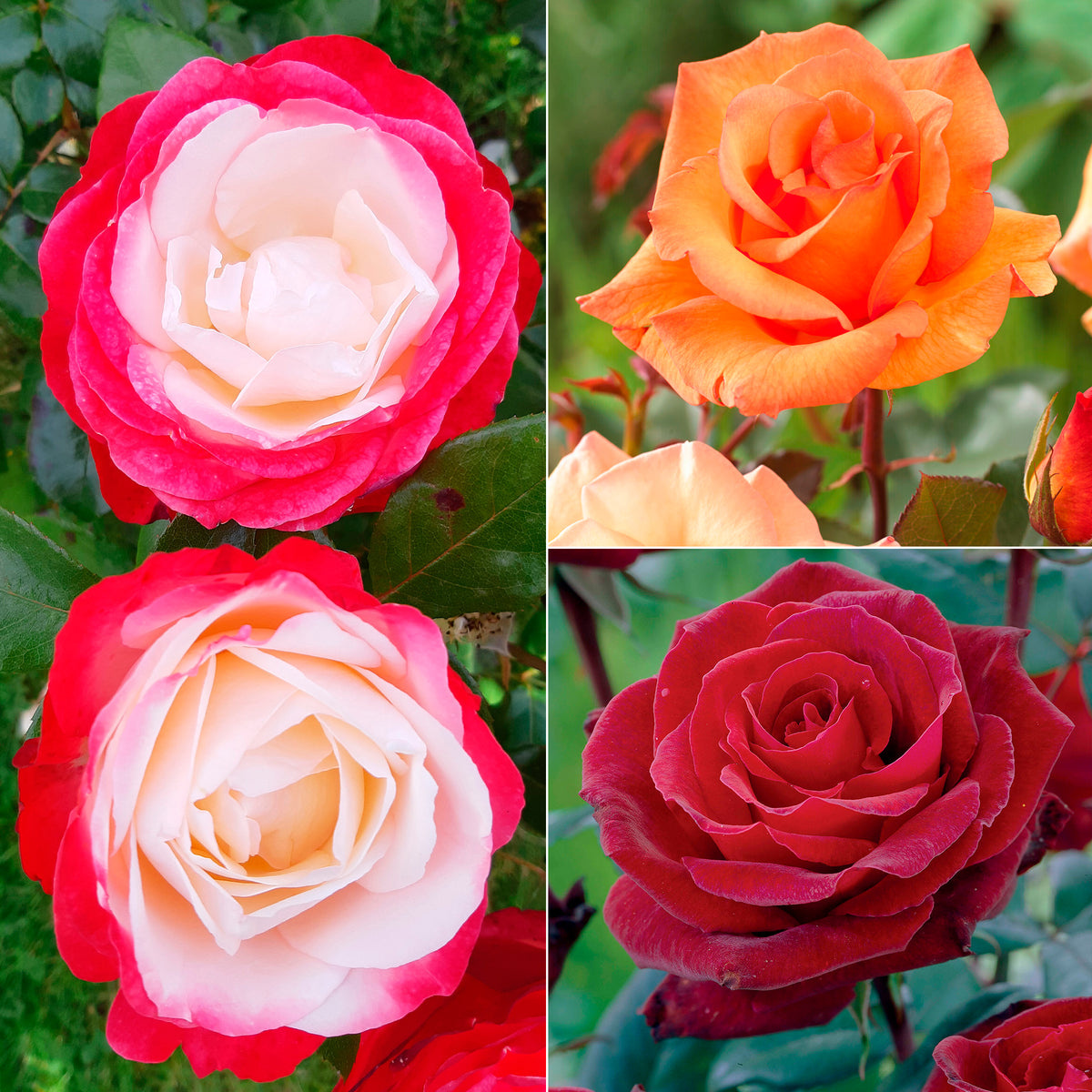 Rozenmix 'Onderhoudsvrij' (x3)