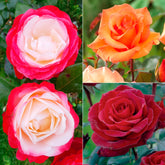 Rozenmix 'Onderhoudsvrij' (x3)