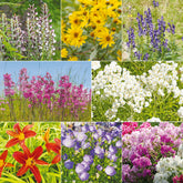Bloeiende vaste planten borderpakket - ca. 2 m²