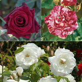 Collectie grootbloemige rozen (Black Baccara, Candy stripe, Helga) (x3)