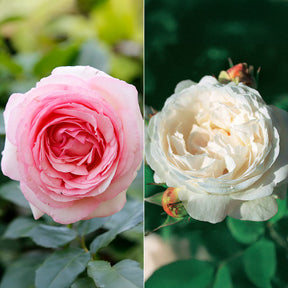 Engelse roos Mix 'Her's Ausgreen'® + 'Ausgreens Winne' (x2)