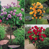 Stamrozen Mix 'Walztime'+ 'Sunsilk' + 'Dame de Coeur' (x3)