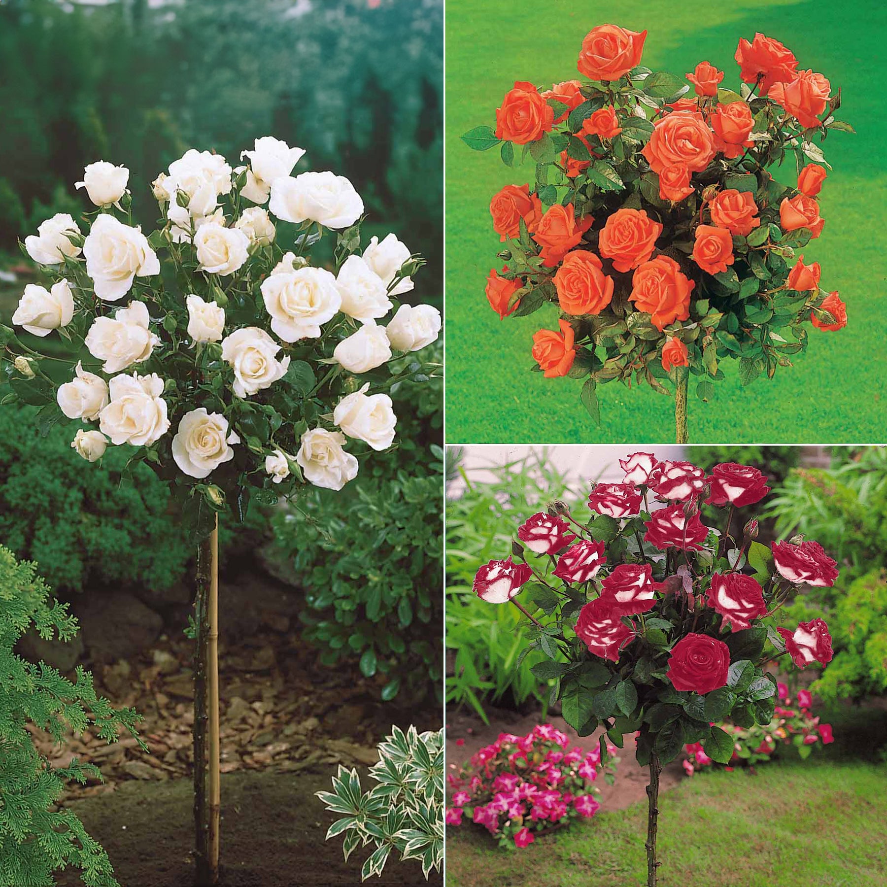 Stamroos Mix 'Ramona' + 'Korbin' + 'Orisia' (x3)