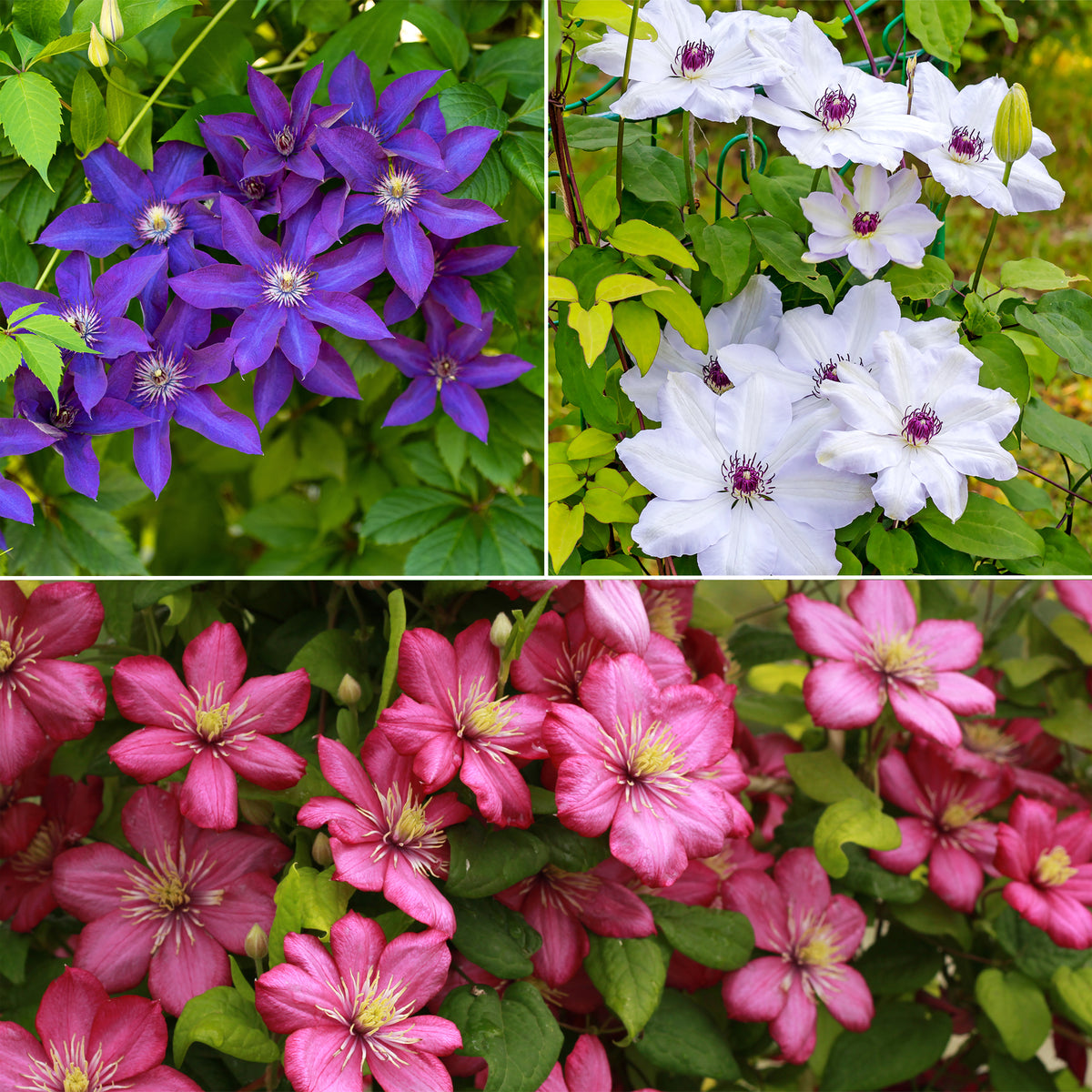 Clematis Collectie: Ville de Lyon, Miss Bateman Ville de Lyon, juffrouw Bateman, voorzitster (x3) - Clematis Ville de Lyon, Miss Bateman, Président - Willemse