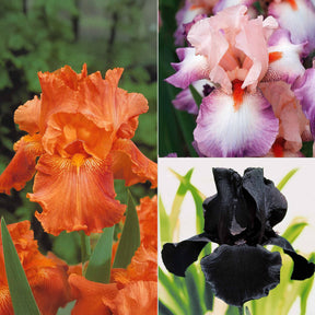 Baardiris Mix 'Depth of Field' + 'Poésie' + 'Study in Black' (x6)