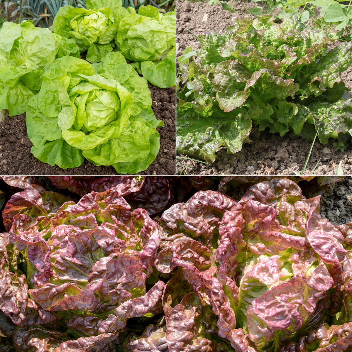 Sla Mix '6 maanden' (Grosse Blonde'+ 'Tremont' + 'Merveille des 4'