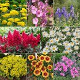 Makkelijke vaste planten borderpakket - ca. 1,5 m²