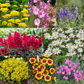 Makkelijke vaste planten borderpakket - ca. 1,5 m²