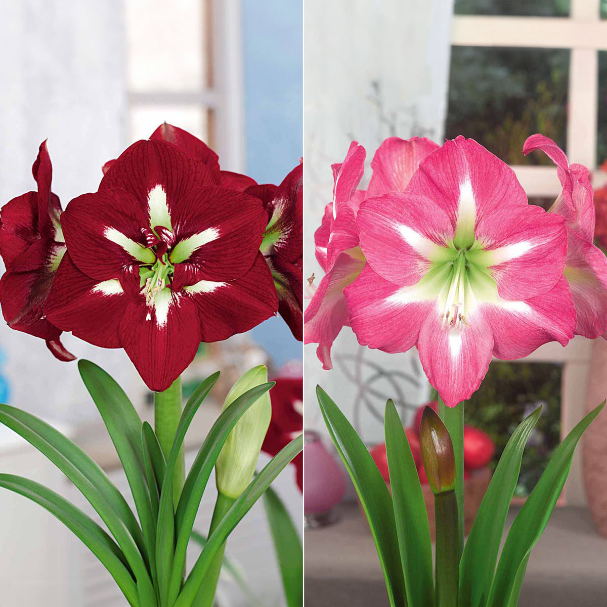 Extra grote amaryllis Mix