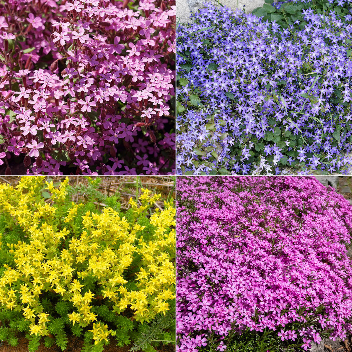 Bodembedekkers borderpakket - ca 2 m² - Saponaria ocymoides, Campanula poscharskyana, Sedum acre, Phlox subulata
