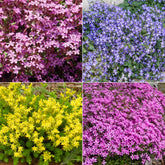 Bodembedekkers borderpakket - ca 2 m² - Saponaria ocymoides, Campanula poscharskyana, Sedum acre, Phlox subulata