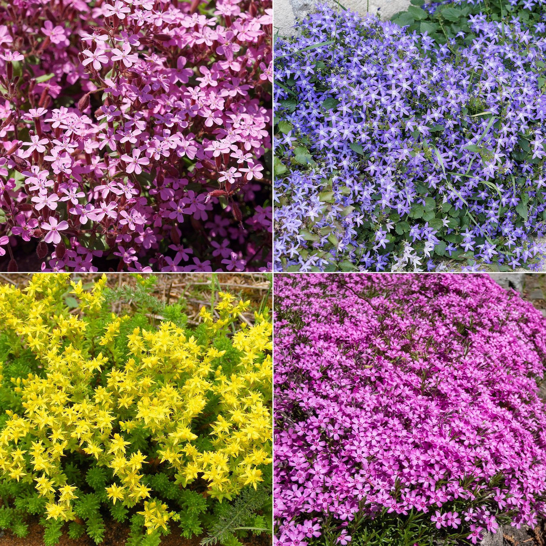 Bodembedekkers borderpakket - ca 2 m² - Saponaria ocymoides, Campanula poscharskyana, Sedum acre, Phlox subulata