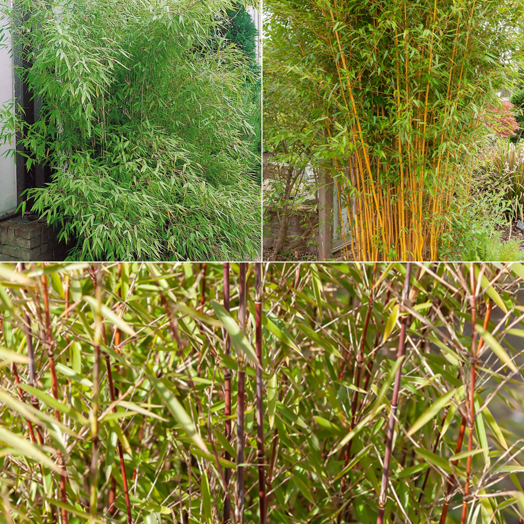 Bamboe Collectie: groen, geel, rood (x3)