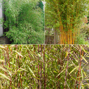 Bamboe Collectie: groen, geel, rood (x3)