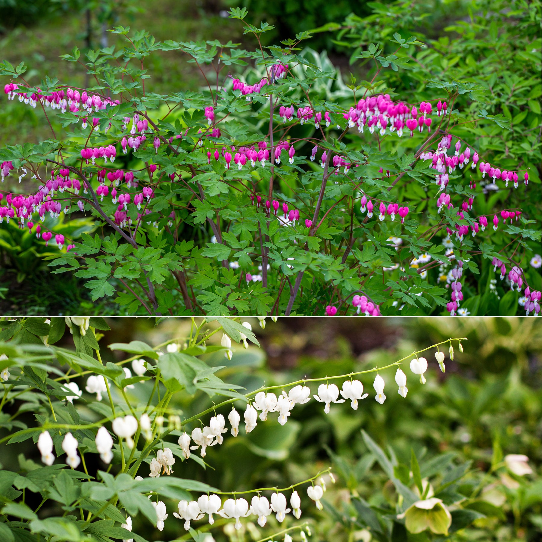 Gebroken hartje Mix - 3x roze + 1x wit (x4) - Dicentra spectabilis