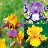 Tuiniris collectie: Lasso, Border, Sangreal (x6)