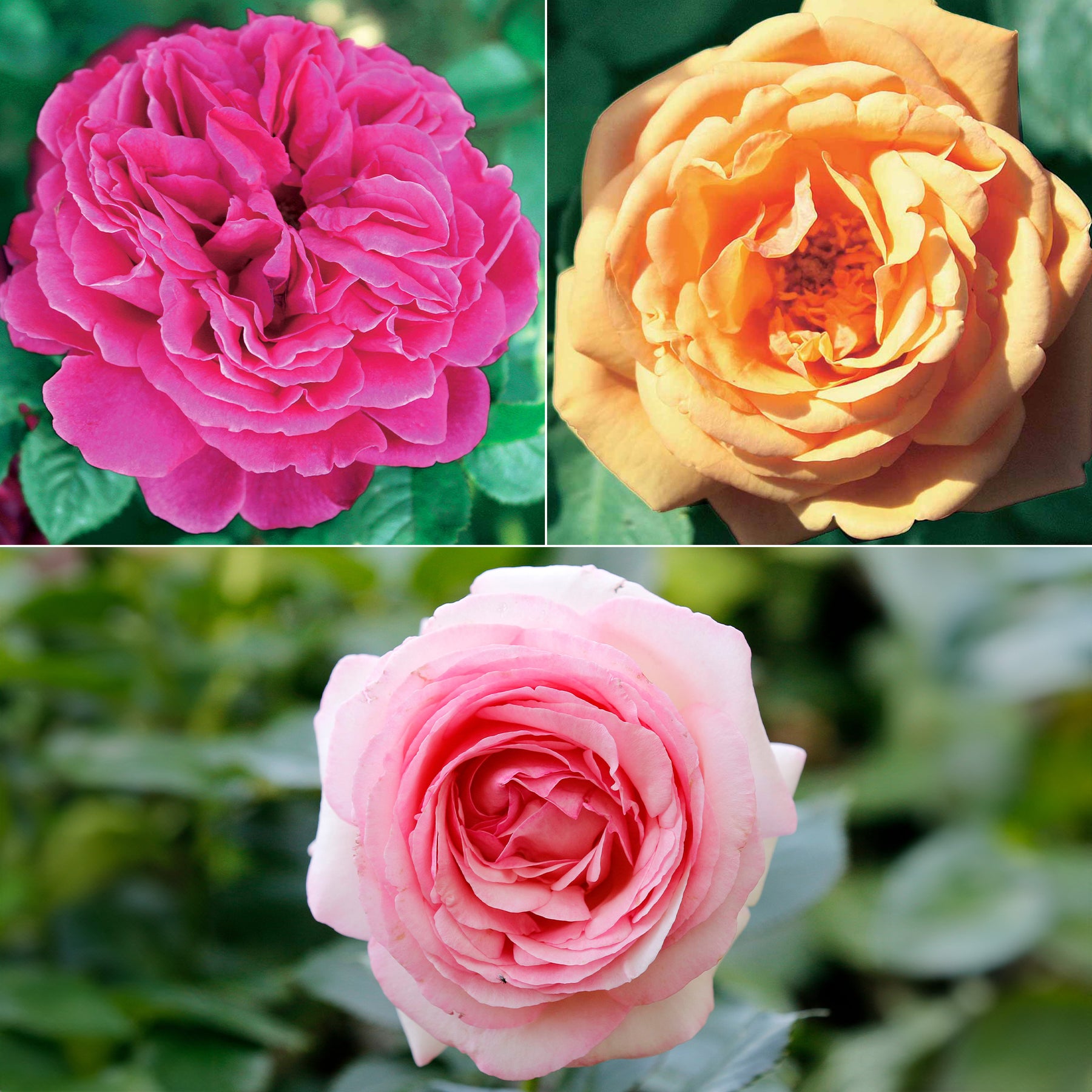 Collectie Engelse rozen (Fish Ausgreen,Charlie,Her's Ausgreen) (x3)