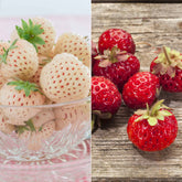 Originele Aardbeiencollectie (x4)